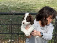 Female 1 , a female Poodle - Standard  for sale in Coalgate, OK – Photo 3 of 3