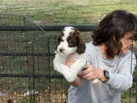 Female 1 , a female Poodle - Standard  for sale in Coalgate, OK – Photo 2 of 3