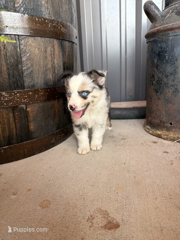Female 3 – Miniature Australian Shepherd puppy for sale in Coalgate, OK