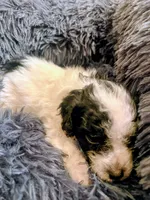 processed/b7dc5925-eb9f-42c6-a924-ec5f273a0d14/listing/7e53162b-6068-4f87-8f0b-dce36a0c8d95/e352aa1e-c48f-43bb-b9e0-062aefb90bba