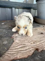 Female 2 , a female Miniature Australian Shepherd for sale in Coalgate, OK – 3 of 10