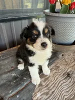 Female 5, a female Miniature Australian Shepherd for sale in Coalgate, OK – 5 of 5