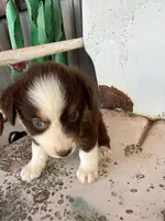 Male 1 , a male Miniature Australian Shepherd for sale in Coalgate, OK – 5 of 5