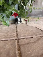 Female 1 poodle , a female Poodle - Miniature  for sale in Coalgate, OK – 3 of 5