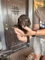 Male 2 poodle , a male Poodle - Miniature  for sale in Coalgate, OK – 2 of 5