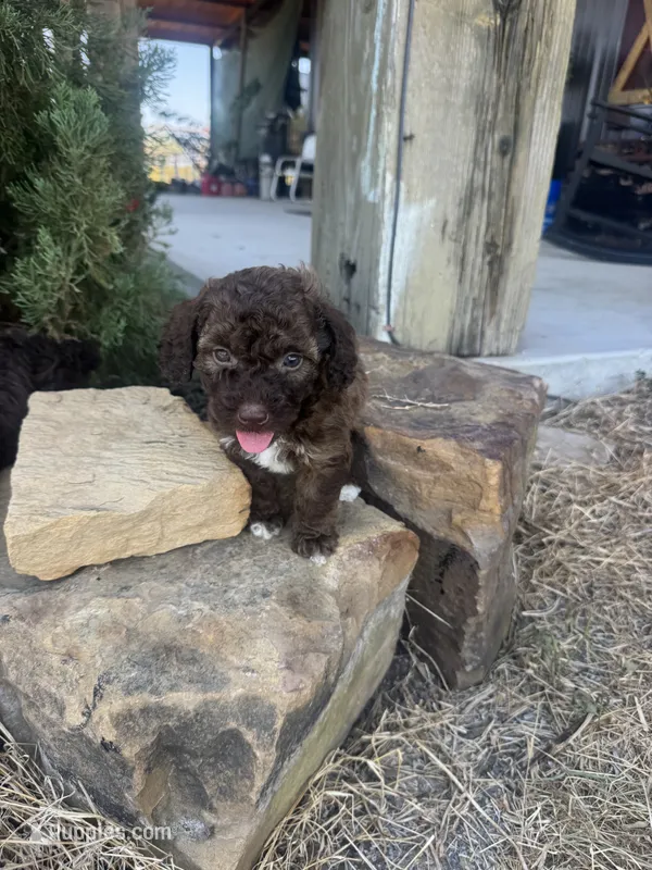 Male 4 poodle – Poodle - Miniature  puppy for sale in Coalgate, OK