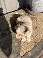Female 2 , a female Miniature Australian Shepherd for sale in Coalgate, OK – 7 of 10