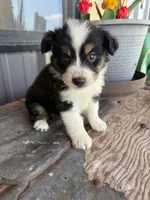 Female 5, a female Miniature Australian Shepherd for sale in Coalgate, OK – 3 of 5