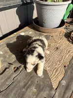 Female 3, a female Miniature Australian Shepherd for sale in Coalgate, OK – 3 of 10