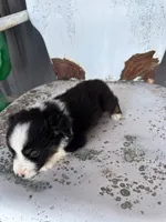 Male 3, a male Miniature Australian Shepherd for sale in Coalgate, OK – 5 of 6