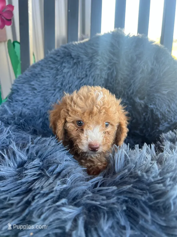 Male 6 poodle  – Poodle - Miniature  puppy for sale in Coalgate, OK