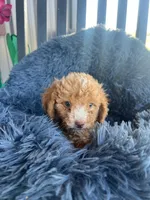 Male 6 poodle , a male Poodle - Miniature  for sale in Coalgate, OK – 1 of 4