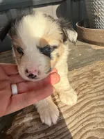 Female 3, a female Miniature Australian Shepherd for sale in Coalgate, OK – 7 of 10