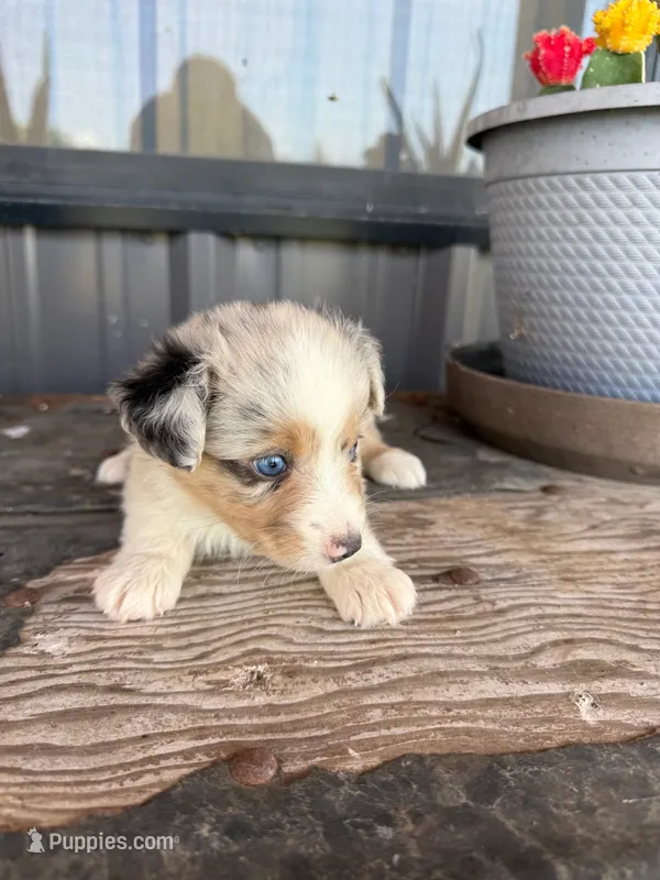 Female 2  – Miniature Australian Shepherd puppy for sale in Coalgate, OK