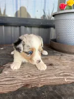 Female 2 , a female Miniature Australian Shepherd for sale in Coalgate, OK – 1 of 10