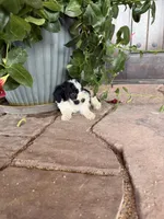Female 1 poodle , a female Poodle - Miniature  for sale in Coalgate, OK – 4 of 5