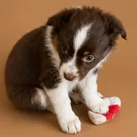 Female , a female Miniature American Shepherd for sale in Coalgate, OK – 2 of 2