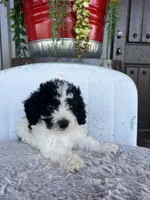 Female 1 poodle , a female Poodle - Miniature  for sale in Coalgate, OK – 2 of 8