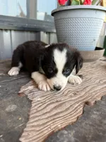 Mini Aussie female  1, a female Miniature Australian Shepherd for sale in Coalgate, OK – 8 of 10
