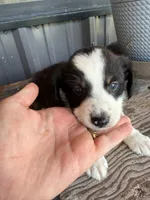 Mini Aussie female  1, a female Miniature Australian Shepherd for sale in Coalgate, OK – 7 of 10