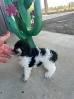 Male 5 poodle , a male Poodle - Miniature  for sale in Coalgate, OK – 2 of 3