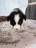 Male 3, a male Miniature Australian Shepherd for sale in Coalgate, OK – 4 of 6