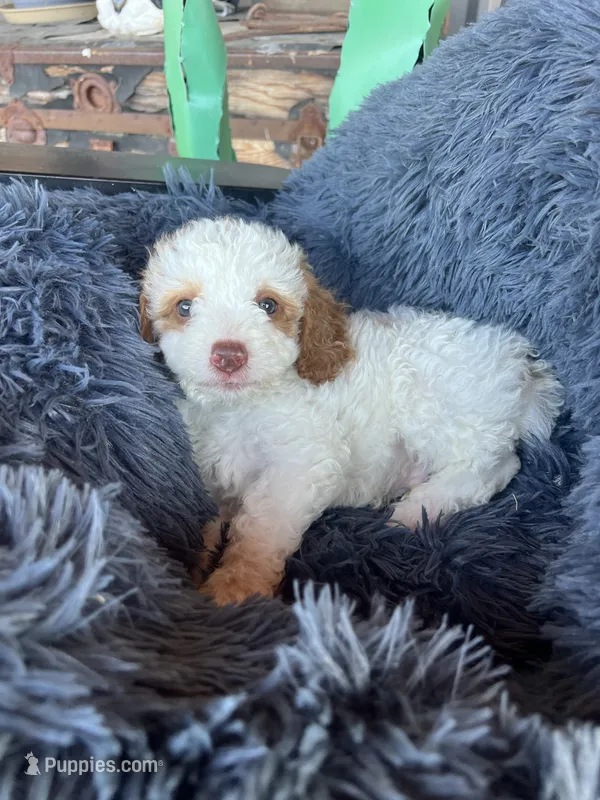 Male 3 poodle  – Poodle - Miniature  puppy for sale in Coalgate, OK