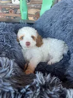 Male 3 poodle , a male Poodle - Miniature  for sale in Coalgate, OK – 1 of 4
