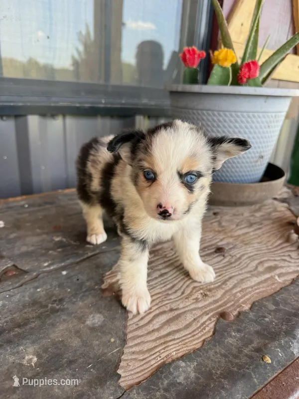 Female 3 – Miniature Australian Shepherd puppy for sale in Coalgate, OK
