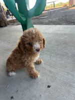 Male 6 poodle , a male Poodle - Miniature  for sale in Coalgate, OK – 4 of 4