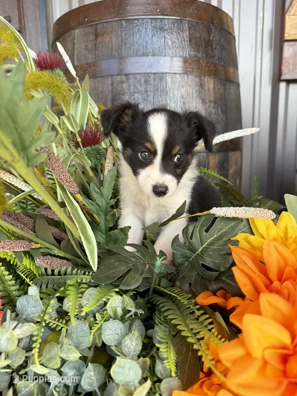 Female 4  – Miniature Australian Shepherd puppy for sale in Coalgate, OK