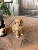 Female 3 poodle , a female Poodle - Miniature  for sale in Coalgate, OK – 3 of 3