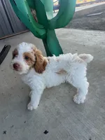 Male 1 poodle , a male Poodle - Miniature  for sale in Coalgate, OK – 3 of 5