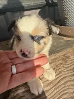 Female 3, a female Miniature Australian Shepherd for sale in Coalgate, OK – 5 of 10
