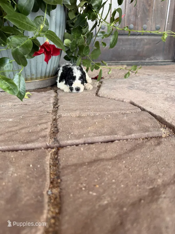 Female 1 poodle  – Poodle - Miniature  puppy for sale in Coalgate, OK