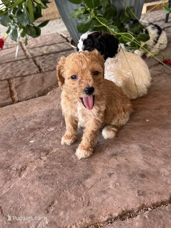 Female 3 poodle  – Poodle - Miniature  puppy for sale in Coalgate, OK