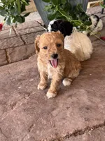 Female 3 poodle , a female Poodle - Miniature  for sale in Coalgate, OK – 1 of 3