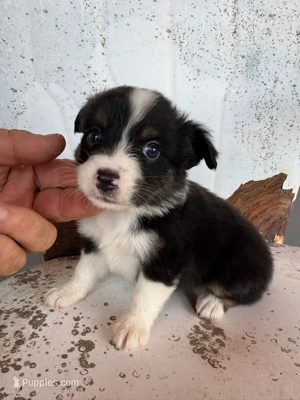 Male 2 – Miniature Australian Shepherd puppy for sale in Coalgate, OK