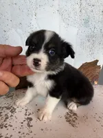 Male 2, a male Miniature Australian Shepherd for sale in Coalgate, OK – 1 of 9