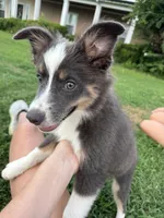 Male 1, a male Miniature Australian Shepherd for sale in Coalgate, OK – 3 of 6