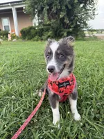Male 1, a male Miniature Australian Shepherd for sale in Coalgate, OK – 2 of 6