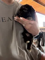 Male 4 poodle, a male Poodle - Miniature  for sale in Coalgate, OK – 3 of 4