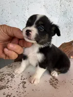 Male 2, a male Miniature Australian Shepherd for sale in Coalgate, OK – 5 of 9