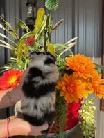 Female 3, a female Miniature Australian Shepherd for sale in Coalgate, OK – 4 of 10