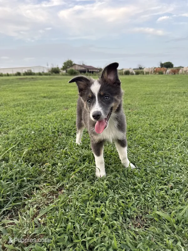 Male 1 – Miniature Australian Shepherd puppy for sale in Coalgate, OK