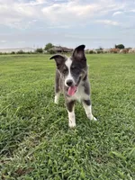 Male 1, a male Miniature Australian Shepherd for sale in Coalgate, OK – 1 of 6