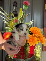 Female 3, a female Miniature Australian Shepherd for sale in Coalgate, OK – 10 of 10