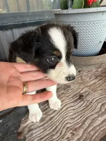 Female 4 , a female Miniature Australian Shepherd for sale in Coalgate, OK – 6 of 6