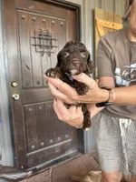 Male 2 poodle , a male Poodle - Miniature  for sale in Coalgate, OK – 3 of 5
