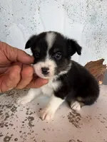 Male 2, a male Miniature Australian Shepherd for sale in Coalgate, OK – 6 of 9